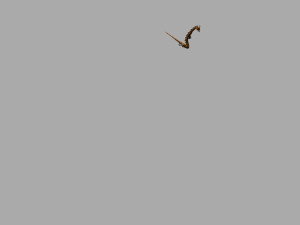 Dragon 3D Model