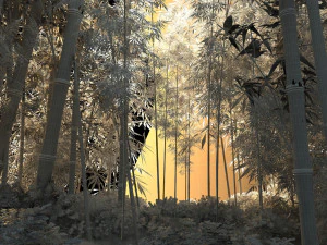 Bamboo forest 3D Model