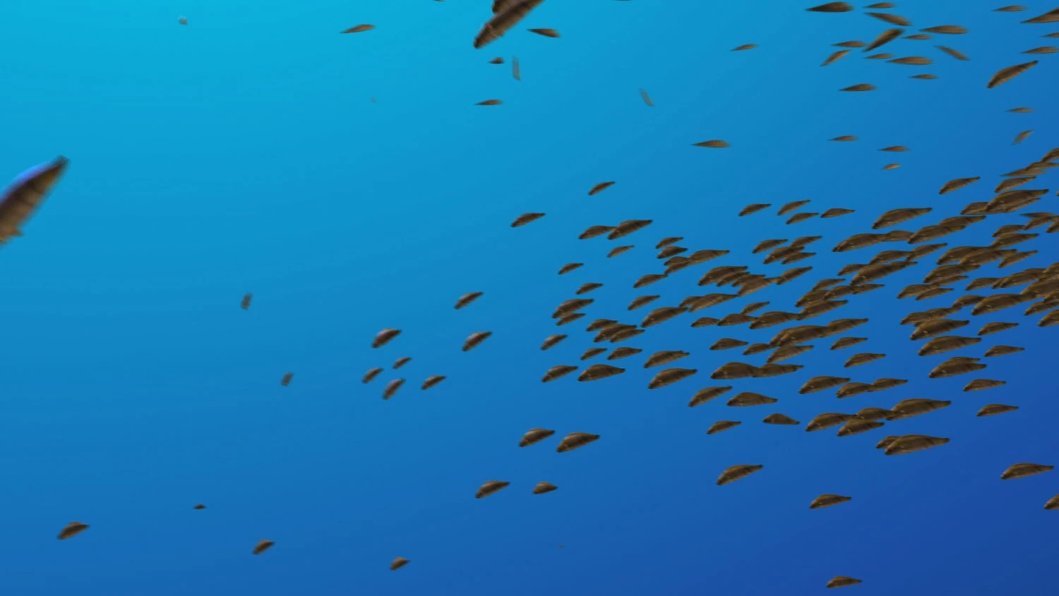 School of fish 3D Model .c4d .max .obj .3ds .fbx .stl .blend 