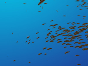 School of fish 3D Model