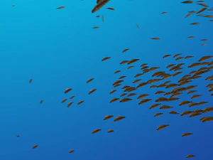 Balık okulu 3D Model