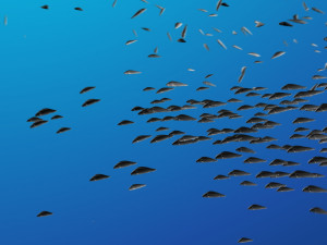 School of fish Modelo 3D