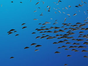 School of fish 3D Model