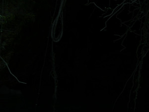 Rainforest Modelo 3D