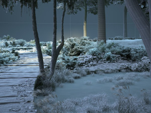 Forest 3D मॉडल