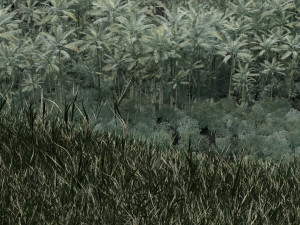 Rainforest 3D Modell