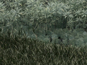 Rainforest 3D Model