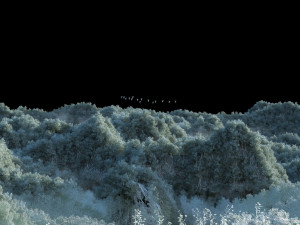 Mountain forest Model 3D