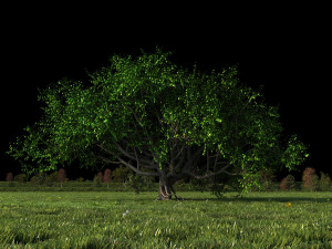 Grassland 3D Model