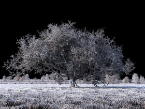 Grassland 3D Model