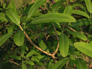 Rainforest Modelo 3D