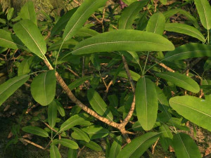 Floresta tropical Modelo 3D