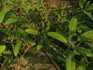 Rainforest 3D Model