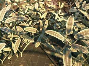 Rainforest 3D Model
