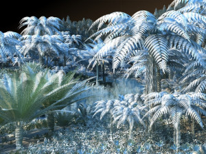 Rainforest 3D 모델