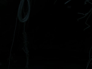 Rainforest 3D Model