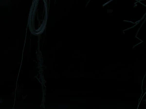 Rainforest 3D Model