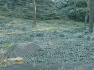 Mountain forest 3D Model