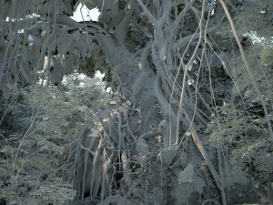 Rainforest 3D 모델