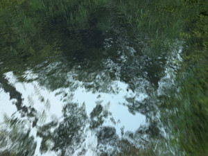 Rainforest Modelo 3D