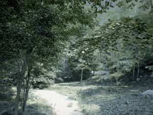 Rainforest 3D Модель