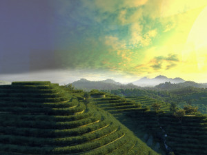 Trapezoidal tea field 3D Model