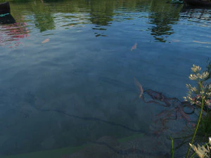 Pond 3D Model