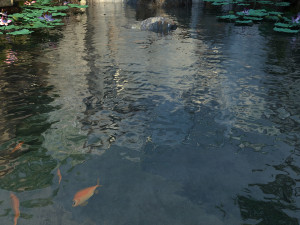 Pond 3D मॉडल