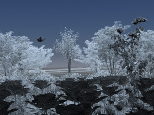 Rose Modelo 3D