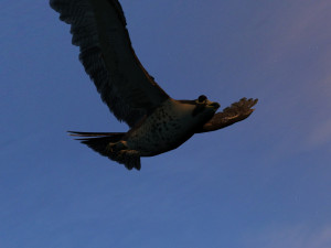 Eagle 3Dモデル