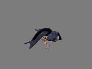 Swallow Modelo 3D