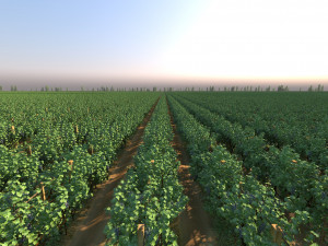 Vineyard 3Dモデル