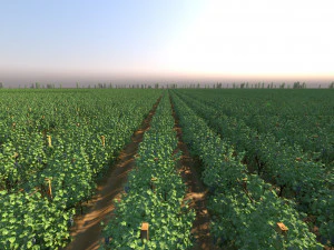 Vineyard 3D Model