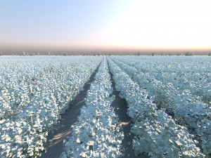 Vineyard 3Dモデル