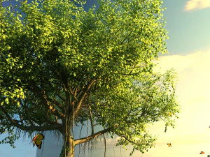 Banyan tree 3D Model