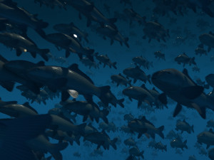 School of fish 3D Model
