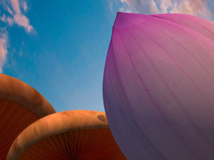 Lotus 3D 모델