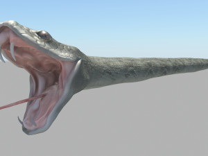 Snake Model 3D