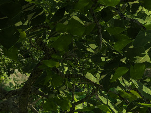 Forest 3D Model
