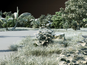 Forest 3D Model