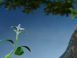 Plant growth 3D Model