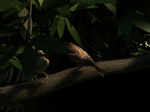 Two sparrows 3D Model