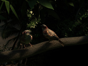 Two sparrows 3D Model