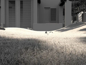 Germination 3D Model