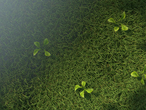 Germination Modello 3D