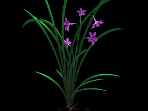 Orchid Model 3D
