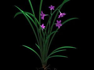 Orchid 3D Model