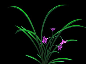 Orchid 3D Model