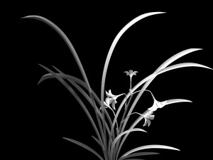 Orchid 3D Model