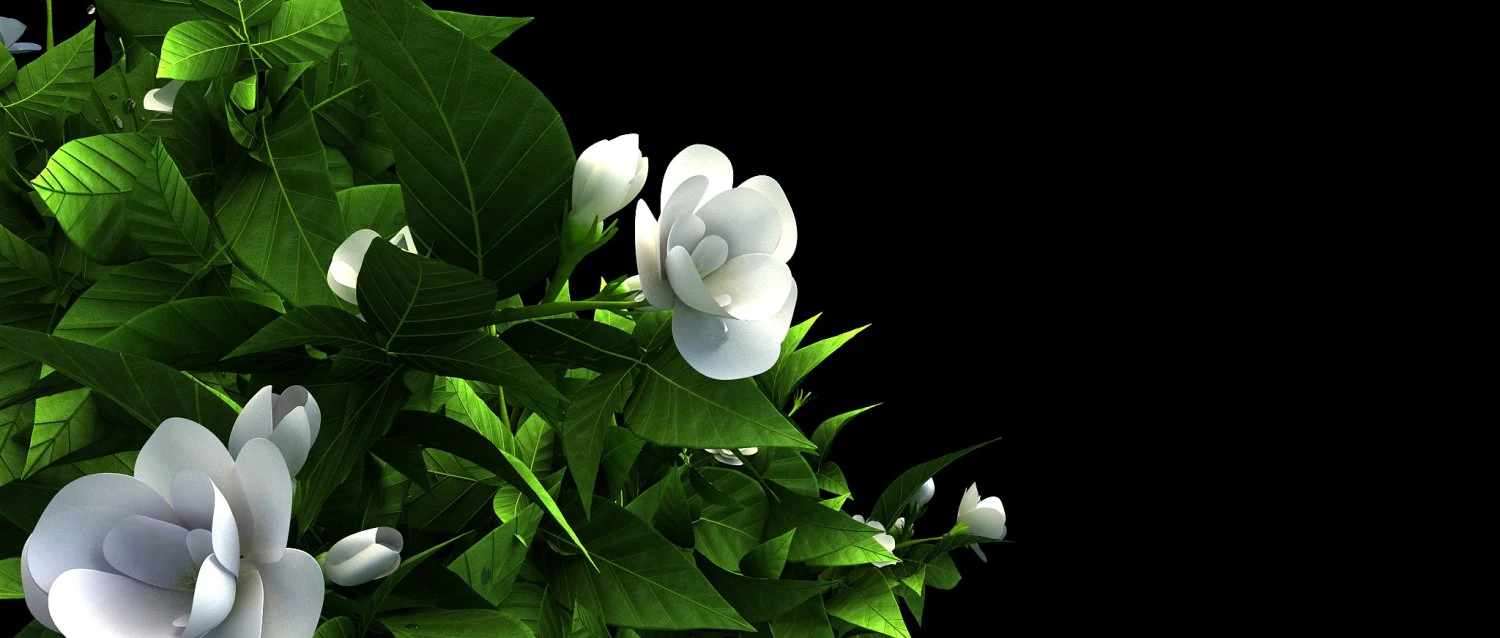 Jasmine flower 3D Model .c4d .max .obj .3ds .fbx .stl .blend 